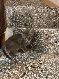 gattino carino 
