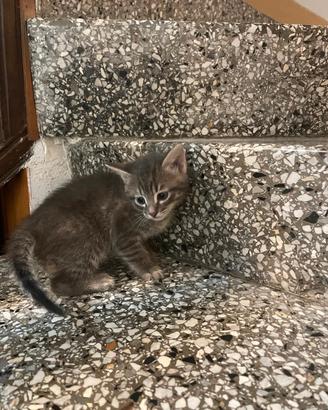 gattino carino 