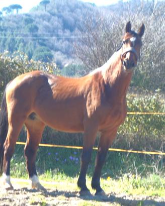 Puledra e Fattrice sella Italiano