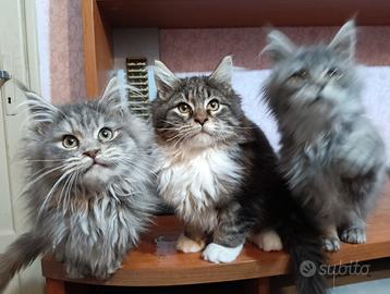 Cuccioli Maine coon maschi e femmine