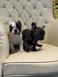 Bulldog francese