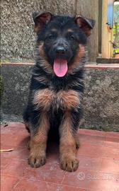 Pastore tedesco cuccioli