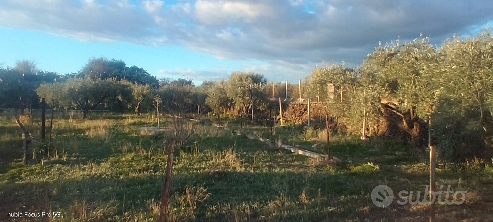 Uliveto recintato - Altro