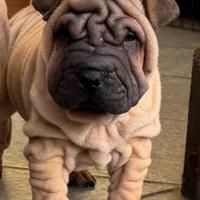 Shar pei cuccioli due mesi