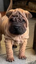 Shar pei cuccioli due mesi
