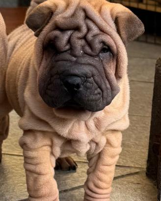Shar pei cuccioli due mesi