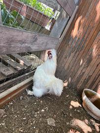 Gallo Moroseta
