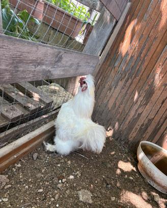 Gallo Moroseta
