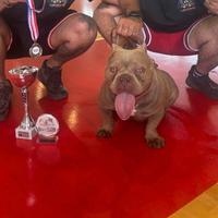 American bully exotic