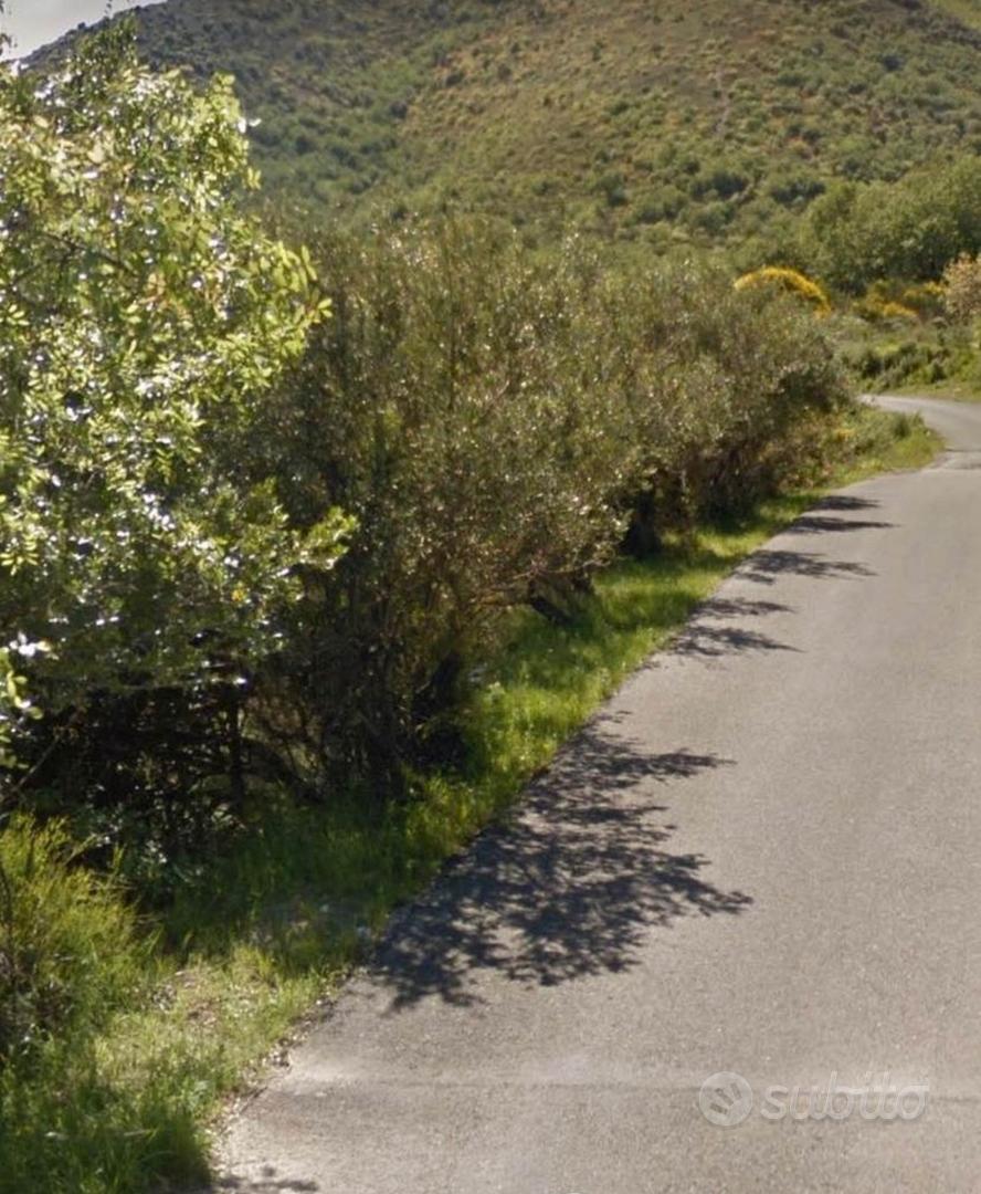 Terreno agricolo - Uliveto - Vista 3
