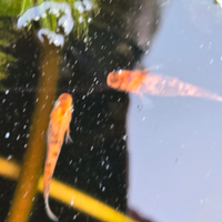 Medaka pesci del riso