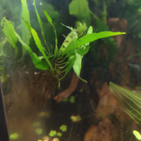 Felce di Giava pianta acquario