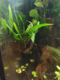 Felce di Giava pianta acquario