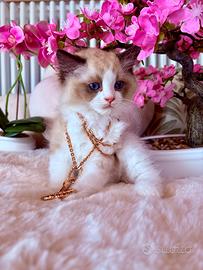 Gattini RAGDOLL Pedigree Ministeriale AGI