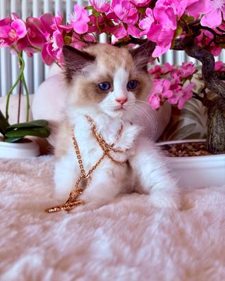 Gattini RAGDOLL Pedigree Ministeriale AGI