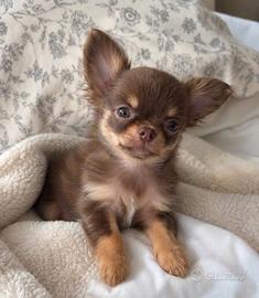CHIHUAHUA TOY PELO LUNGO CUCCIOLI - pag rateale
