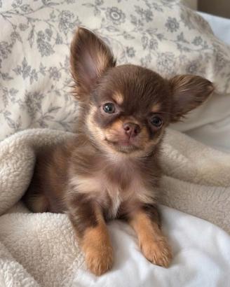 CHIHUAHUA TOY PELO LUNGO CUCCIOLI - pag rateale
