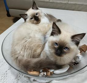 Cuccioli di Ragdoll senza pedigree 
