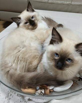Cuccioli di Ragdoll senza pedigree 