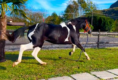 Cavalla Barrockpinta