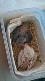 Pullo di inseparabile albino