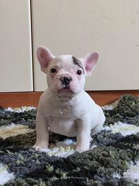 Bouledogue francese bulldog