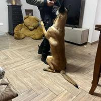 Cane da pastore belga malinois da monta