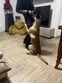 Cane da pastore belga malinois da monta