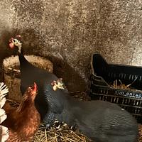 Coppia di galline faraone