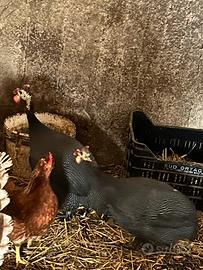 Coppia di galline faraone