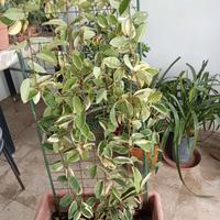 pianta ( cristallina o pianta di cera)