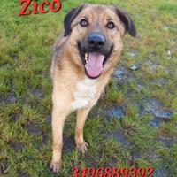 Una nuova vita per Zico