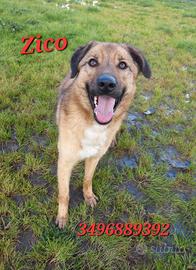 Una nuova vita per Zico