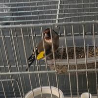 Cardellino di due anni