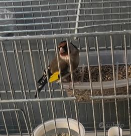 Cardellino di due anni