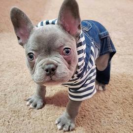 CUCCIOLI di BULLDOG FRANCESE - FRENCH BOULEDOGUE