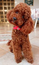 Barboncino Red disponibile per monta