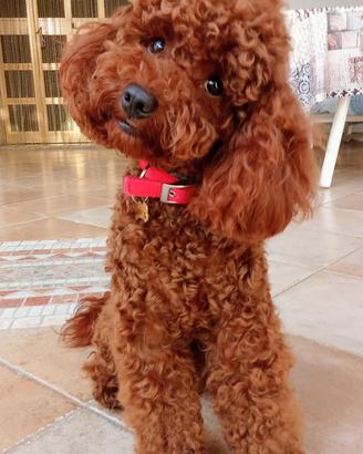 Barboncino Red disponibile per monta