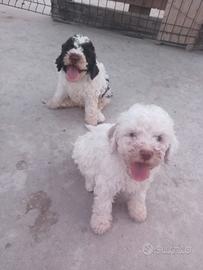 Lagotto da tartufo