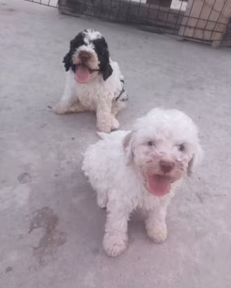 Lagotto da tartufo