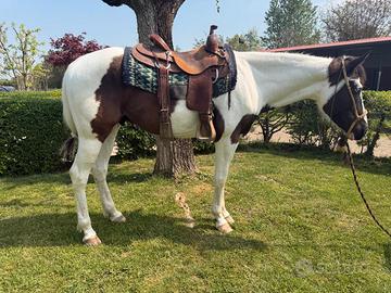 Castrone Paint Horse