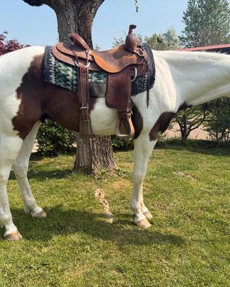 Castrone Paint Horse