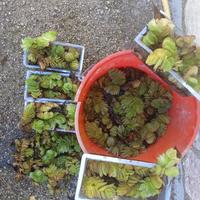 9 vaschette di Salvinia Natans, pianta acquatica