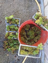 9 vaschette di Salvinia Natans, pianta acquatica