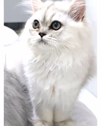 Gatta persiana , chinchilla