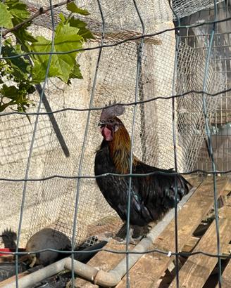 Gallo, galline e polli