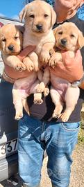 cuccioli di labrador retriever 
