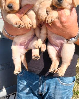 cuccioli di labrador retriever 