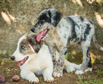 Cuccioli merle maschi femmine due mesi