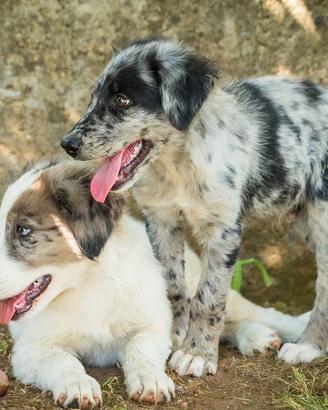 Cuccioli merle maschi femmine due mesi